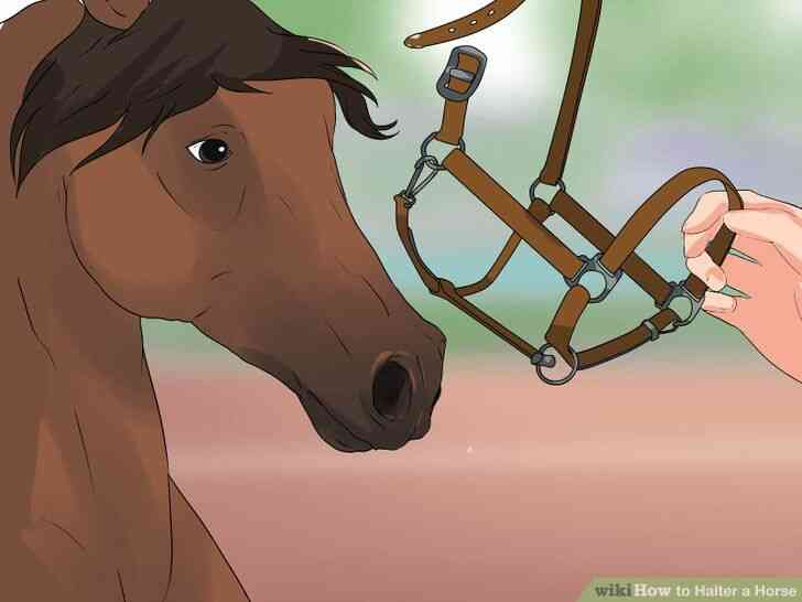 Image intitulée Halter un Cheval à l